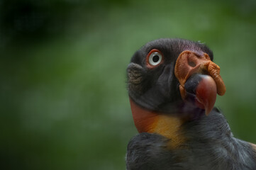 Close up view of King Vulture (Sarcoramphus papa) head with piercing eyes