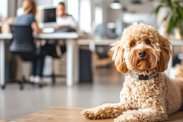 A pet dog in a business environment