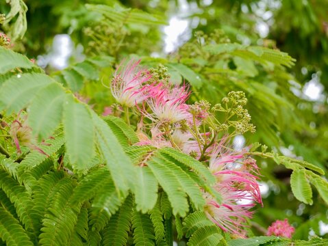 Flowers of the Persian silk tree, pink silk tree, or mimosa tree, Lankaran acacia or bastard tamarind, pink siris, Chinese silk tree, silk tree, shabkhosb, hehuan, nemu tree (Albizia julibrissin)