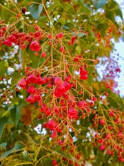Obraz premium Flowering flame tree, Illawarra flame tree, lacebark tree, or kurrajong (Brachychiton acerifolius), Spain