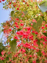 Flowering flame tree, Illawarra flame tree, lacebark tree, or kurrajong (Brachychiton acerifolius), Spain