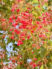 Obraz premium Flowering flame tree, Illawarra flame tree, lacebark tree, or kurrajong (Brachychiton acerifolius), Spain