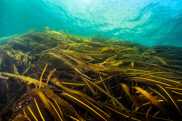 Winged Kelp bed underwater in the St. Lawrence River in Canada