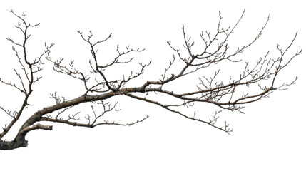 Obraz premium A stick of tree branch on white background