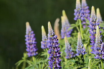 Group of tall lupine flowers with purple and blue petals in bloom against a green background. Purple lupin flowers blooms in the field. Bunch of lupines summer flower background. 