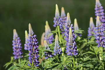 Group of tall lupine flowers with purple and blue petals in bloom against a green background. Purple lupin flowers blooms in the field. Bunch of lupines summer flower background. 