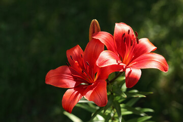 Fototapeta premium Close-up image of two red lilies in full bloom against a dark green background. Lilium. Beautiful flower of red Lily in the garden on a summer day. Liliaceae. Blooming tropical flower red Lily