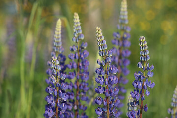 Group of tall lupine flowers with purple and blue petals in bloom against a green background....