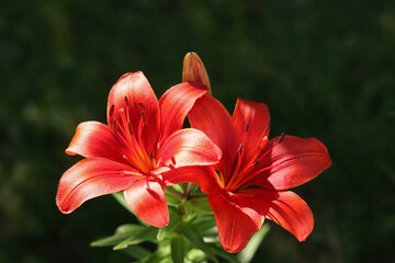 Fototapeta premium Close-up image of two red lilies in full bloom against a dark green background. Lilium. Beautiful flower of red Lily in the garden on a summer day. Liliaceae. Blooming tropical flower red Lily