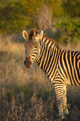 Zebra in South Africa