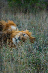 Sleeping Lion in South Africa