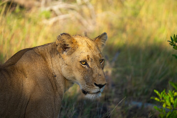 Lioness in South Africa