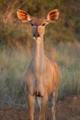 Impala in South Africa