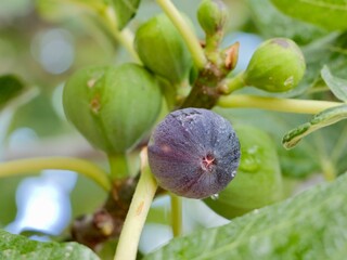 Ripening of the fig, fruits of common fig tree (Ficus carica), Spain