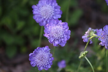 Scabiosa columbaria. Butterfly Blue, Small scabious, perennial herb with dissected leaves.