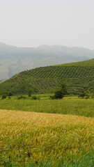 rice terraces in island