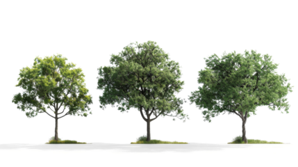 A row of green trees, nature concept, on white background