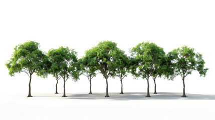 Obraz premium A row of green trees, nature concept, on white background