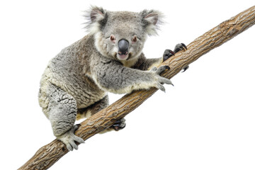 Fototapeta premium A cute koala sitting on a tree branch, showcasing its furry body and distinctive nose. Ideal for wildlife and nature-themed stock photos.