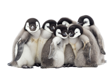 A group of adorable baby penguins huddling together, showcasing their fluffy feathers and cute faces against a transparent background.