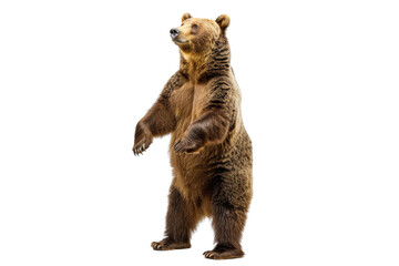 A majestic brown bear standing on its hind legs isolated on a transparent background. Perfect for nature and wildlife projects.