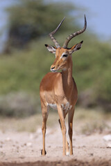 a male impala antelope in Namibia