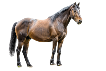 A majestic brown horse standing tall and proud, showcasing its strong muscular build and beautiful sleek coat on a transparent background.