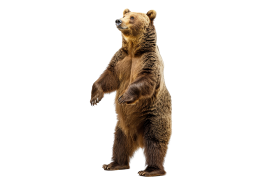 A majestic brown bear standing on its hind legs isolated on a transparent background. Perfect for nature and wildlife projects.