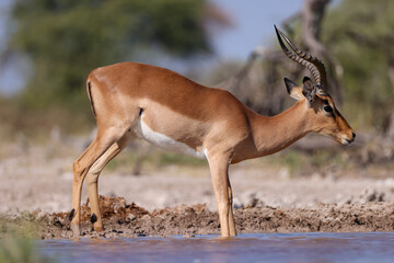 male impala antelope in the bush of Namibia