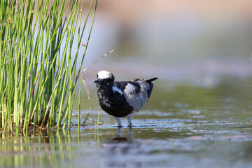 blacksmith lapwing wades in a waterhole in Etosha NP