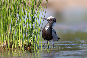 blacksmith lapwing wades in a waterhole in Etosha NP