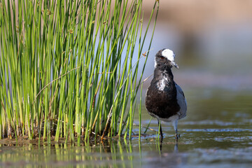 a wading blacksmith lapwing in africa