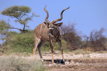 male kudu antelope at a waterhole