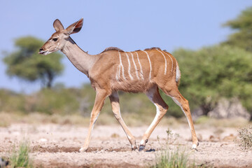 female kudu antelope in the bush of Namibia
