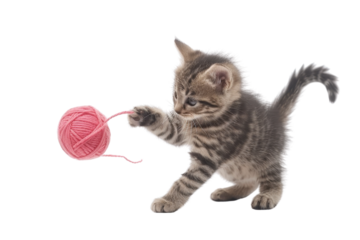 Adorable kitten playing with a pink yarn ball isolated on a transparent background. showcasing playful and cute behavior of young cats.