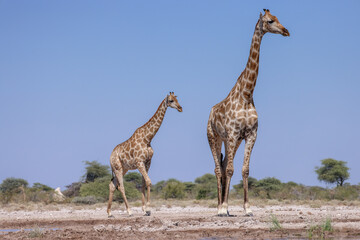 giraffe with its calf in the Etosha NP, Namibia