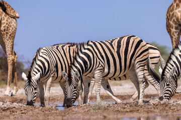 zebras at a waterhole in africa