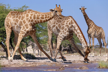 a group of drinking giraffes at a waterhole in Namibia