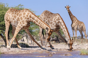 a group of drinking giraffes at a waterhole in Namibia