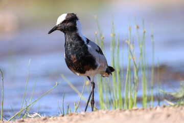 a wading blacksmith lapwing in africa