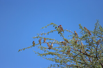 a flock of birds on the top of an acacia tree