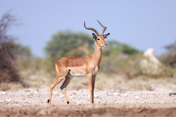 a male impala antelope in Namibia