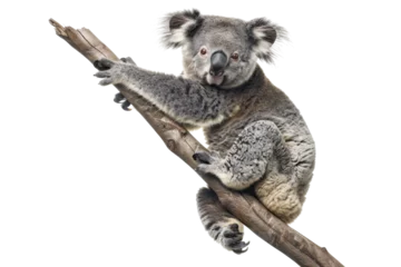 Gardinen Cute koala bear clinging to a tree branch, isolated on transparent background. highlighting its natural habitat and adorable features. © Rattanathip