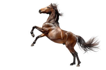 Majestic brown horse rearing up on its hind legs, showcasing powerful muscles and dynamic movement, isolated on a transparent background.