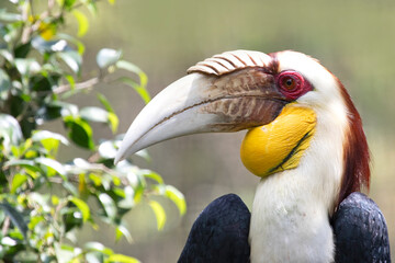 The wreathed hornbill (Rhyticeros undulatus) closeup head from side view
