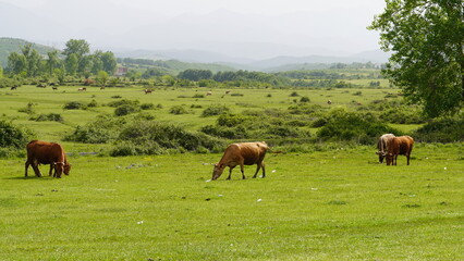 herd of cows  in the field Albania