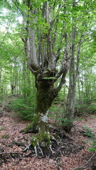 Fototapeta premium path in the woods tree Albania