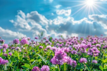 A beautiful scene with a field of purple flowers under a clear blue sky, perfect for spring or summer themed projects