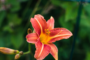 Orange daylily or day lily, flower, hemerocallis