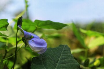 Close up of purple butterfly pea flower of the species Centrosema pubescens of the Fabaceae tribe.
